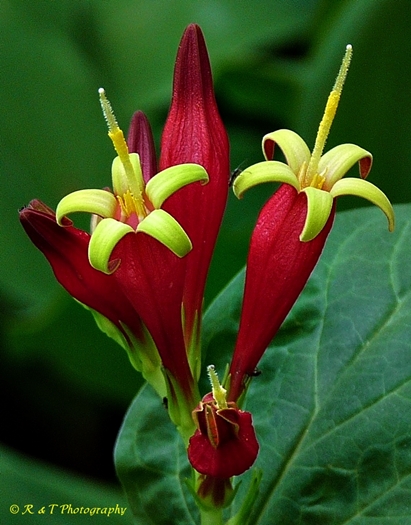 {Spigelia marilandica}
